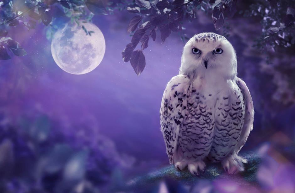 A snow owl sitting on a tree